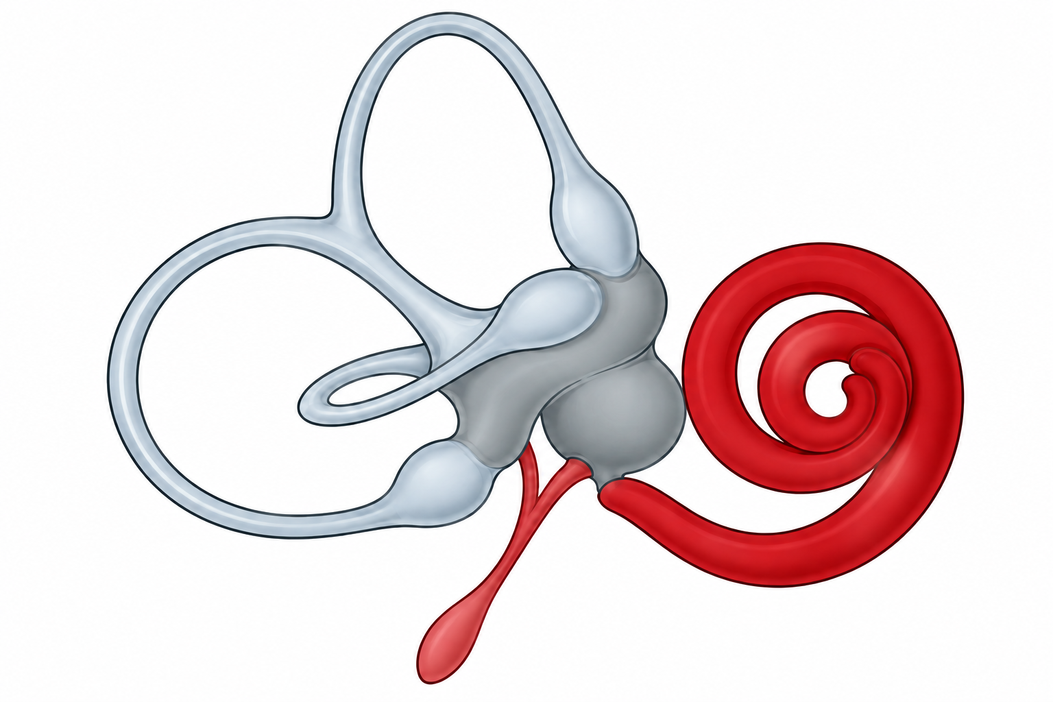 Stylized inner-ear with gray semicircular canals and a red cochlea